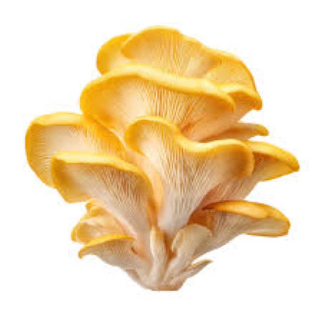 GOLDEN ORCHID MUSHROOM 400G